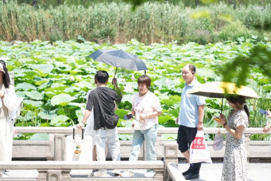 “荷”你相约！明湖赏荷正当时