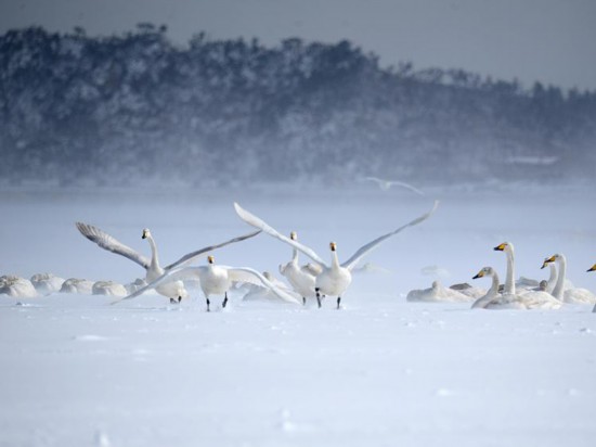 2023年1月27日，山东荣成，大天鹅在天鹅湖畔的缤纷大雪中翩翩起舞。图源：视觉中国