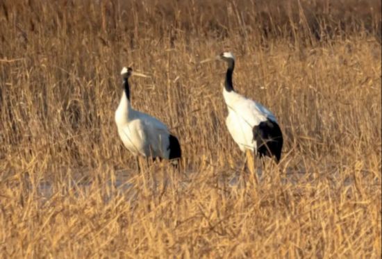 東營黃河入海口，翩翩起舞的丹頂鶴。