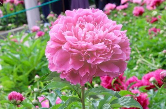 芍药花